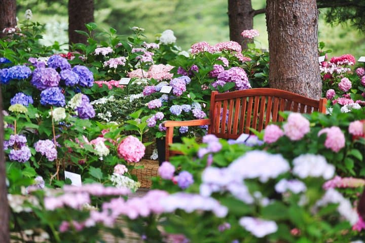 Nami Island, Alpaca World, Garden of Morning Calm tour from Seoul