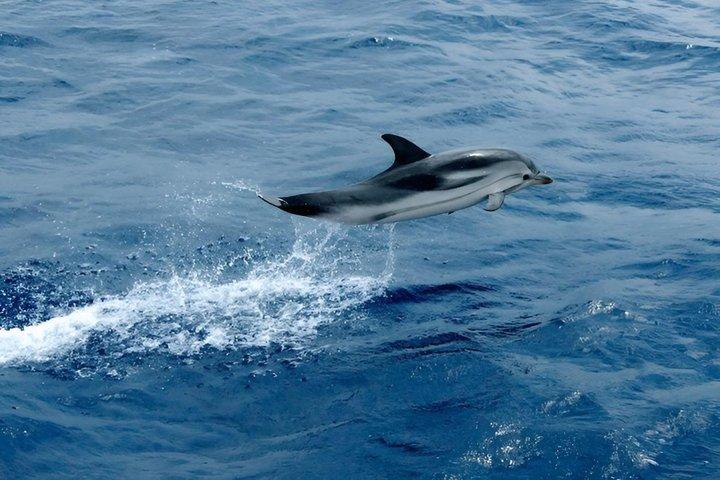Whale Watching and Sailing Adventure in the Pelagos Sanctuary
