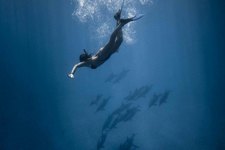 Sansibar Delfinschwimmen und Korallenschnorcheln