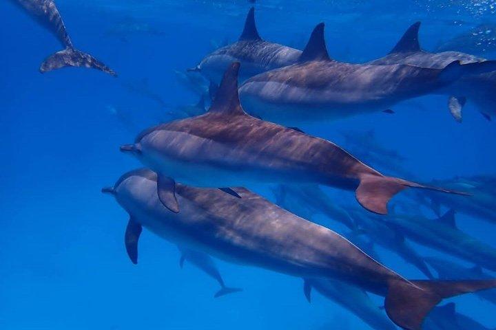 Sataya Dolphin House Snorkeling Trip from Marsa Alam