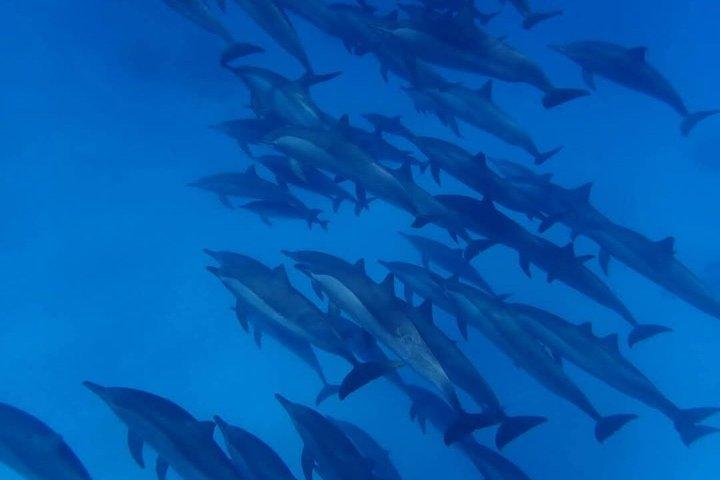 Sataya Dolphin House Snorkeling Trip from Marsa Alam