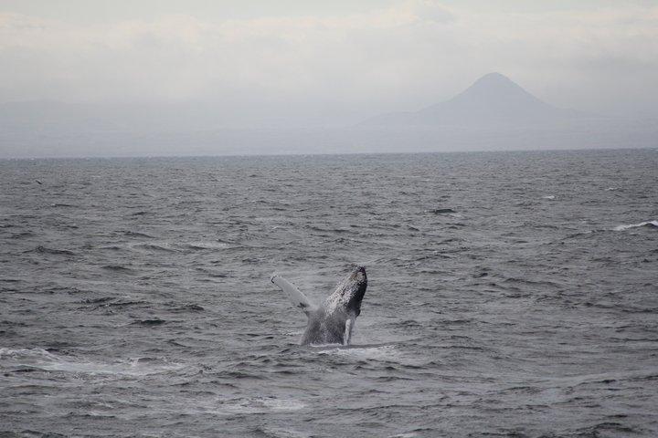 Aventure d'observation des baleines à Akureyri