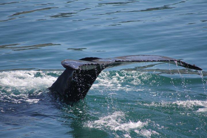 Aventure d'observation des baleines à Akureyri
