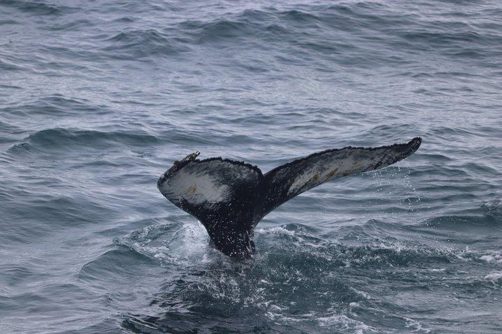 Aventure d'observation des baleines à Akureyri