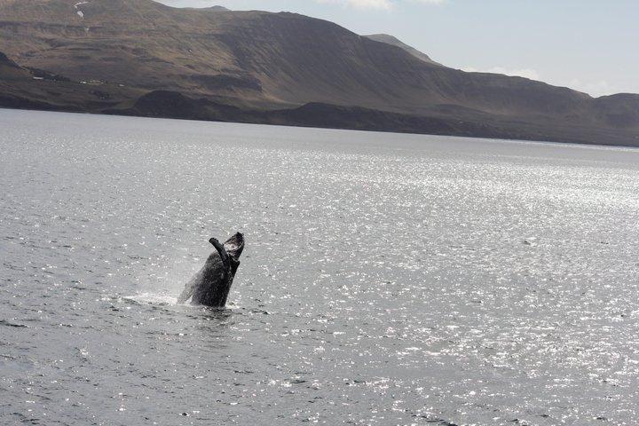 Aventure d'observation des baleines à Akureyri