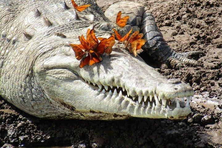 Jungle Crocodile Safari: tour dei coccodrilli del fiume Tarcoles