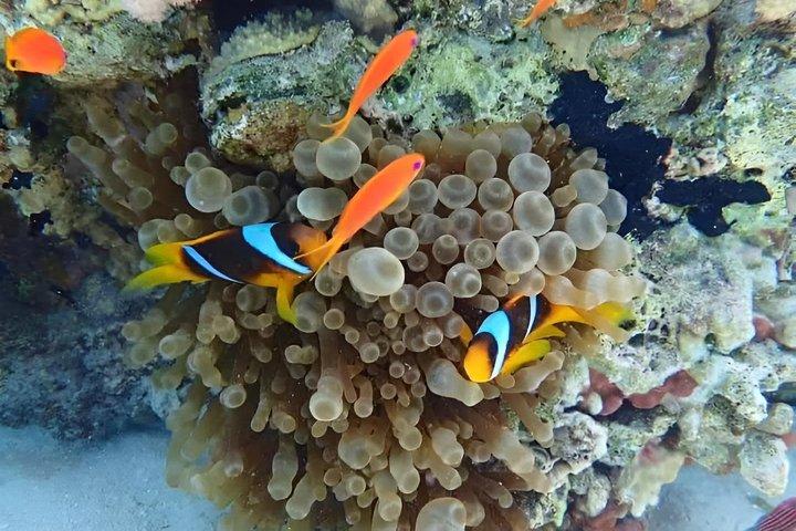 Visite de Charm El Luli et El Qulaan au départ de Marsa Alam
