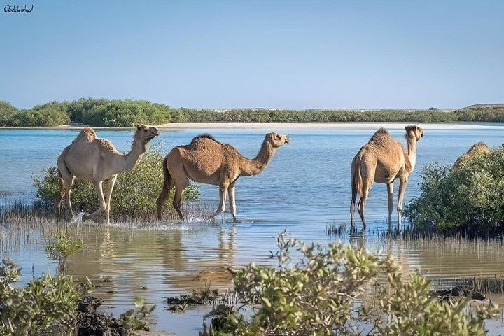 Visite de Charm El Luli et El Qulaan au départ de Marsa Alam