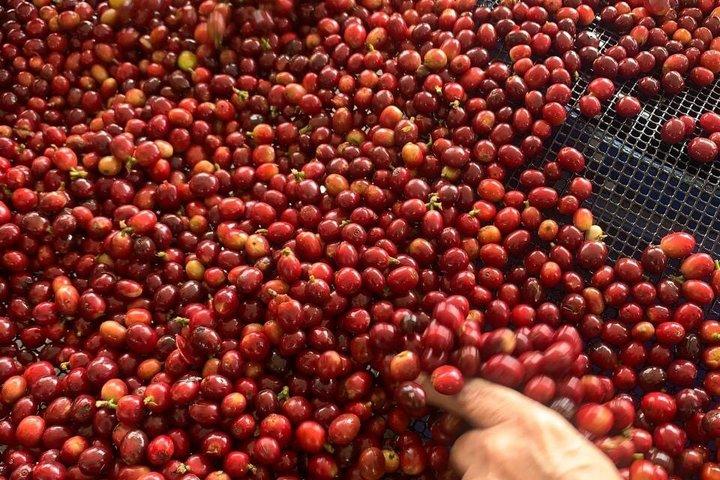 Kaffeoplevelse nær Pereira: Kaffetur Los Grisales