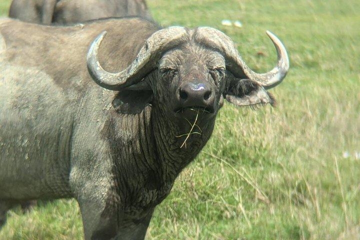 Excursión privada guiada de 5 días al norte de Tanzania