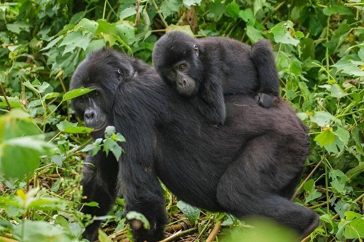 Excursion de trekking de gorille du Rwanda dans le parc national des volcans