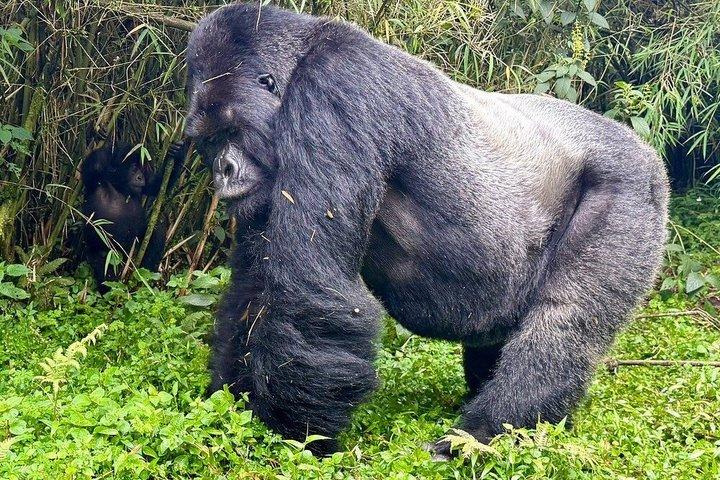 Excursion de trekking de gorille du Rwanda dans le parc national des volcans