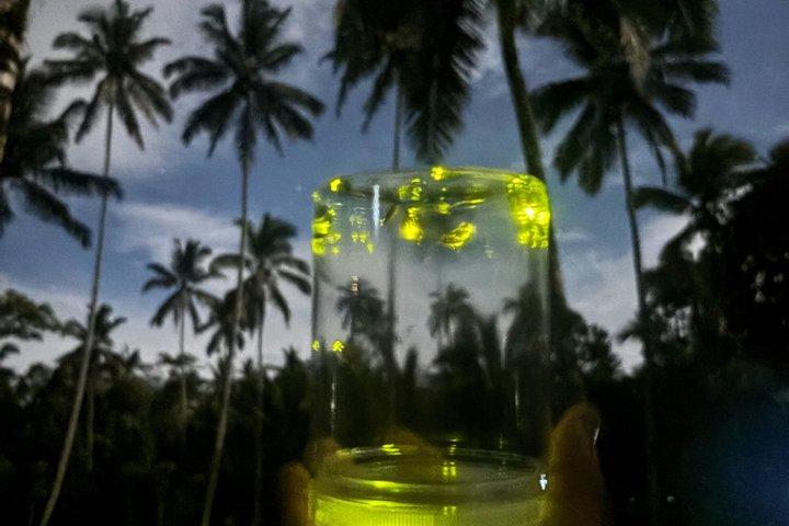 Cultural Immersion in Taro Village with Firefly Watching
