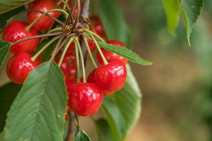 Privé 1 - dagtour door Cape Kamui en fruit plukken vanuit Sapporo