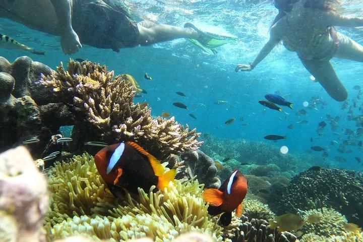 Tour privato di Lombok Black Tip Reef Sharks Pink Beach con pranzo