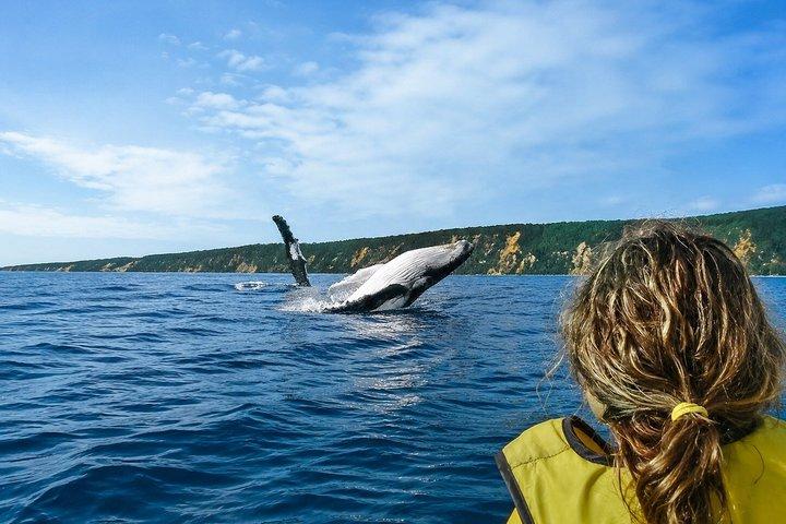 Anmeldelse af Noosa: Epic Whale Watching On Ocean Kayaks & Beach