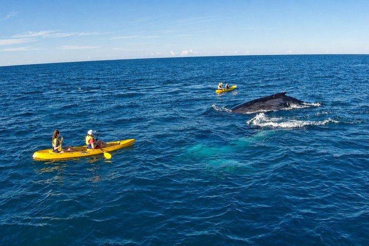 Anmeldelse af Noosa: Epic Whale Watching On Ocean Kayaks & Beach