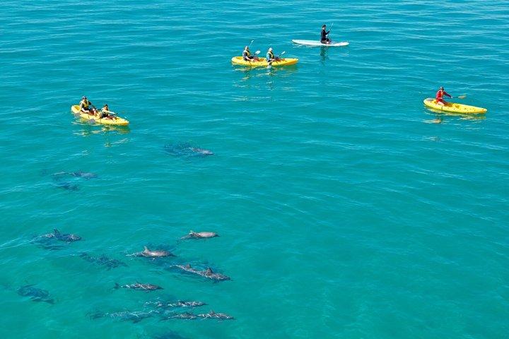 Caiaque épico com golfinhos e vida selvagem - 4WD Beach Adventure Noosa
