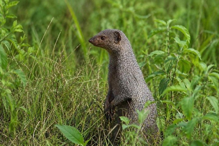 チトワン国立公園ジャングルサファリツアー3日間