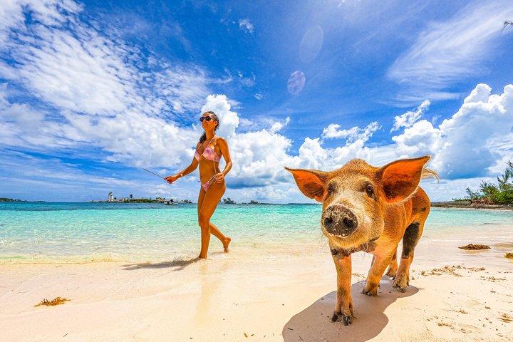 Nassau: Bahamas Swimming Pigs & Pearl Island Beach com almoço