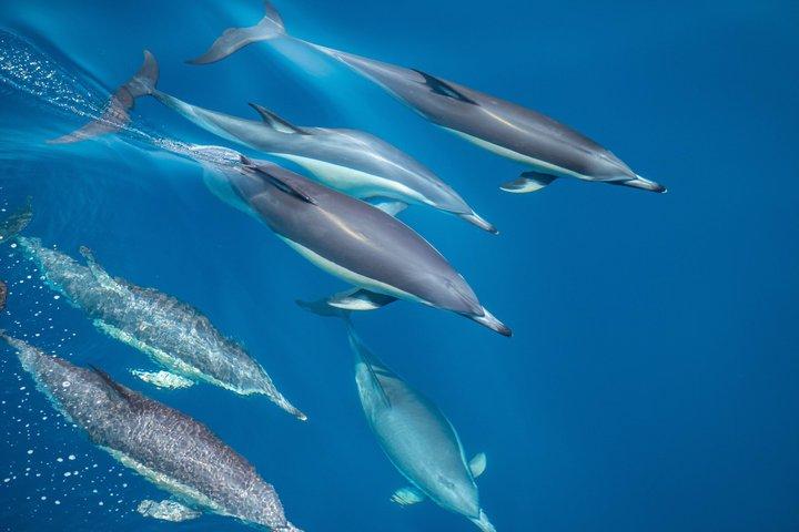 Wild Dolphin Encounter in Tauranga