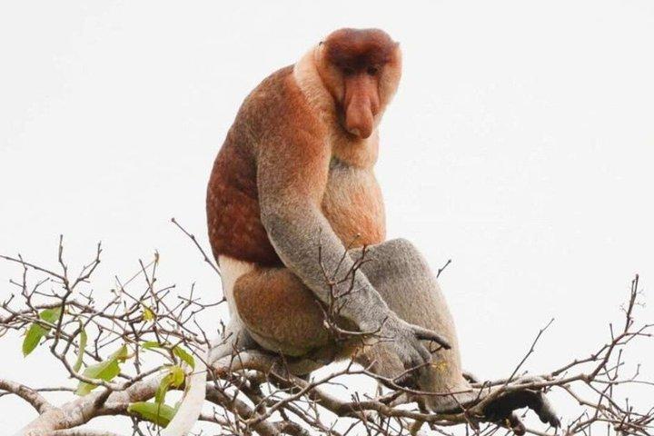 Kawa Kawa Rivercruise Proboscis Monkey and Fireflies
