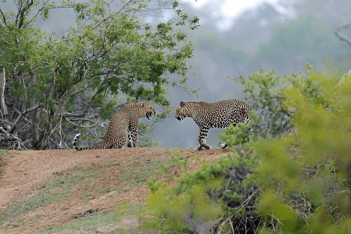 Tour Privado de Ella a Weligama con Yala Safari