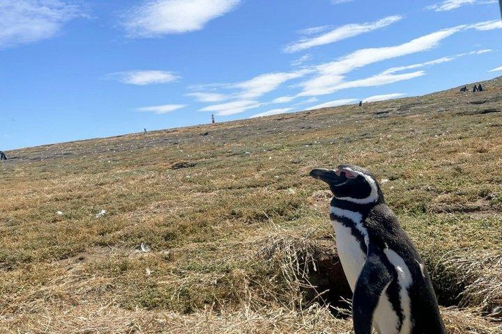Isla Magdalena Catamaran Tour Walk Among Magellanic Penguins