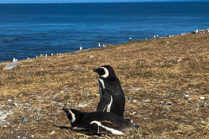 Isla Magdalena Catamaran Tour Walk Among Magellanic Penguins