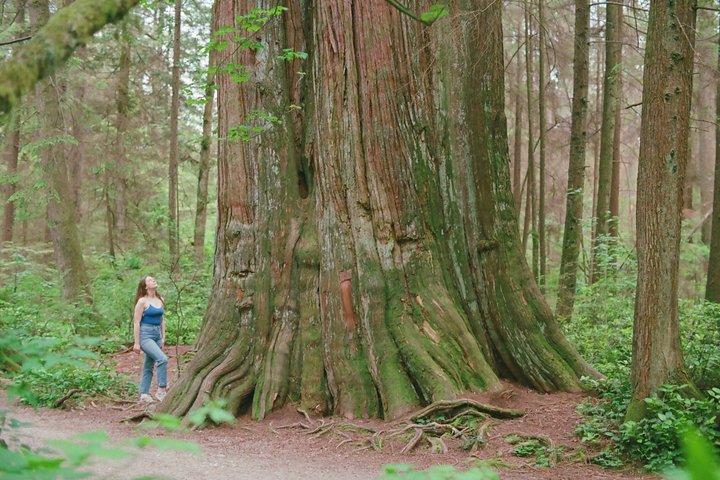 Oude bomen van Vancouver Walking Tour