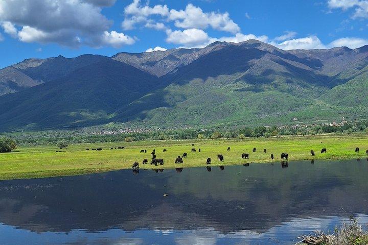 Lake Kerkini Bird Watching Experience from Thessaloniki