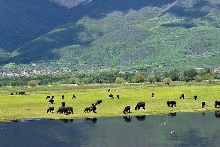 Lake Kerkini Bird Watching Experience from Thessaloniki