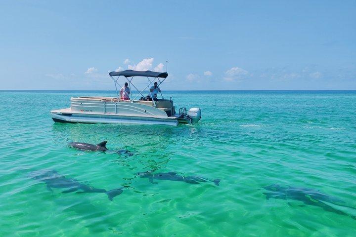 Private 3 Hours Dolphin Tour to Shell Island in Panama City Beach