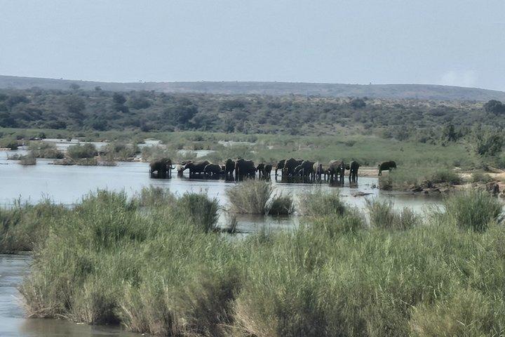 1-tägige Krüger-Park-Safari ab Maputo (Safarifahrzeug mit offenem Heck)