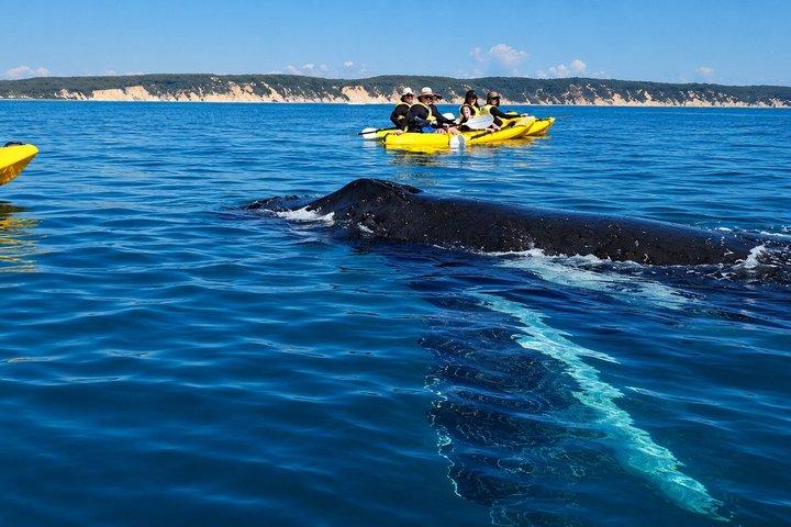 Anmeldelse af Noosa: Epic Whale Watching On Ocean Kayaks & Beach