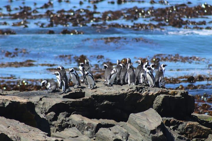 Robben Island Boat Trip & Prison Tour: SA Residents - Last Minute Sale