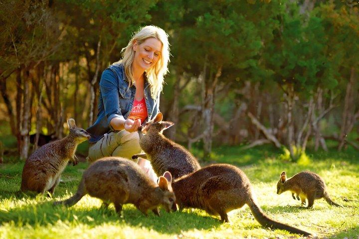 Mornington Peninsula Aussie Wildlife Tour avec déjeuner et vin