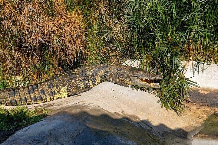 ケープタウン:ケープ半島、ダチョウ農場&ペンギンツアー