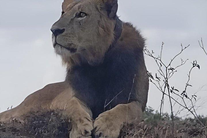 Aventure de 10 jours au Kenya Safari Tour