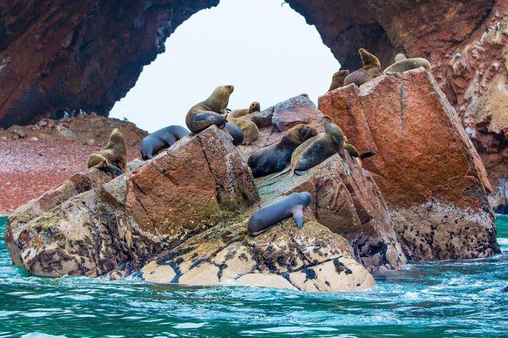 Paracas e Huacachina Day Tour com Sandboarding e Vinho