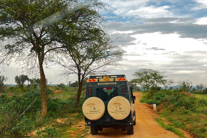 Safari Uganda de 7 dias com animais selvagens com gorilas e chimpanzés