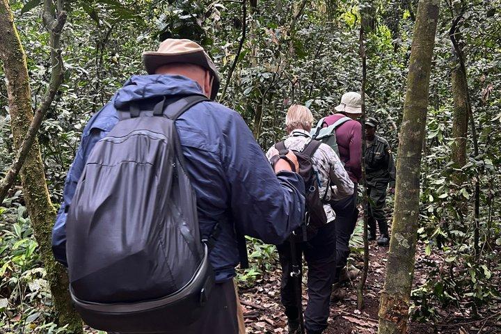Safari Uganda de 7 dias com animais selvagens com gorilas e chimpanzés