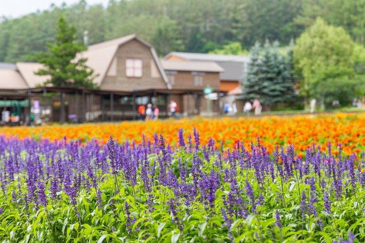 Furano og Biei Private Day Tour fra Sapporo