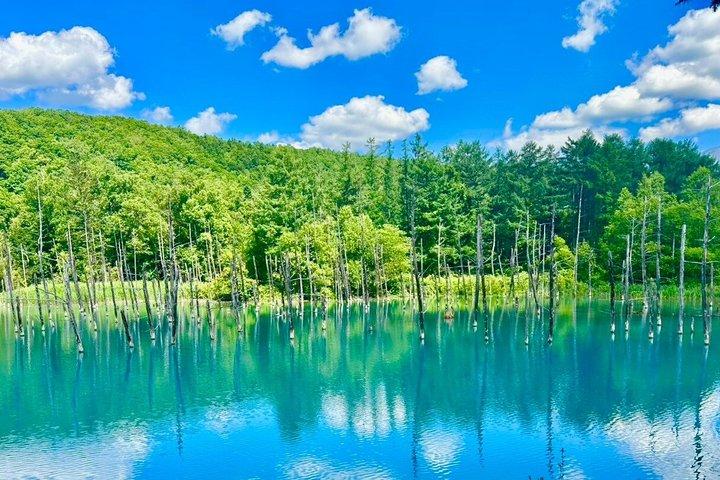 Furano og Biei Private Day Tour fra Sapporo