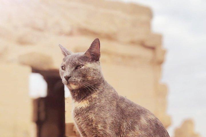 Valley of the Kings, Hatshepsut, Colossi of Memnon | Egyexcursion