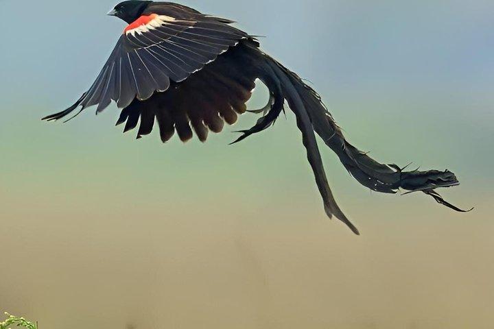 5 días de observación de aves Amboseli Tsavo Oeste y Tsavo Este