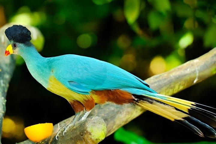 5 días de observación de aves Amboseli Tsavo Oeste y Tsavo Este