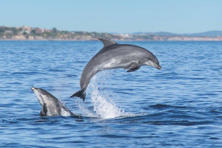 Lagos: Dolphins & Benagil Caves - Catamaran with Marine Biologist