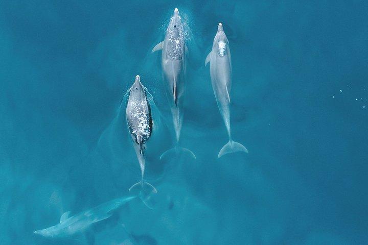 Lagos: Dolphins & Benagil Caves - Catamaran with Marine Biologist