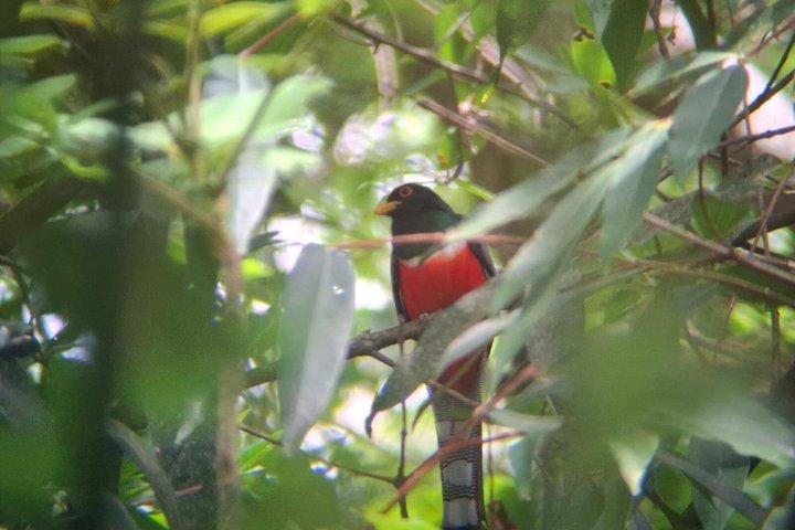 El Espino Eco Park Vogelbeobachtungstour mit einem Fortgeschrittener